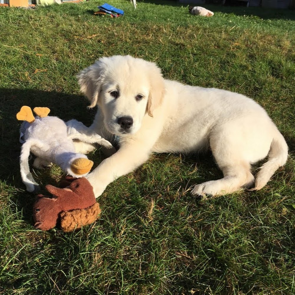 Meet your Posher, Ella